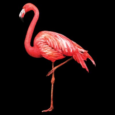 Flamingo: Women's Fitted Tee Design