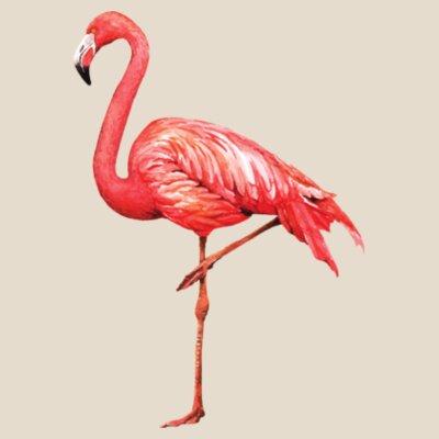 Flamingo: Women's Regular Tee Design