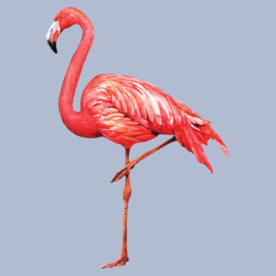 Flamingo: Women's Scoop Tee Design